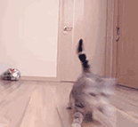 萌宠 猫咪 疑惑 呆萌 可爱