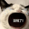萌宠 猫咪 没钱 呆萌 可爱