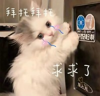 萌宠 猫咪 拜托拜托求求了 呆萌 可爱