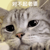 萌宠 猫咪 对不起老婆 呆萌 可爱