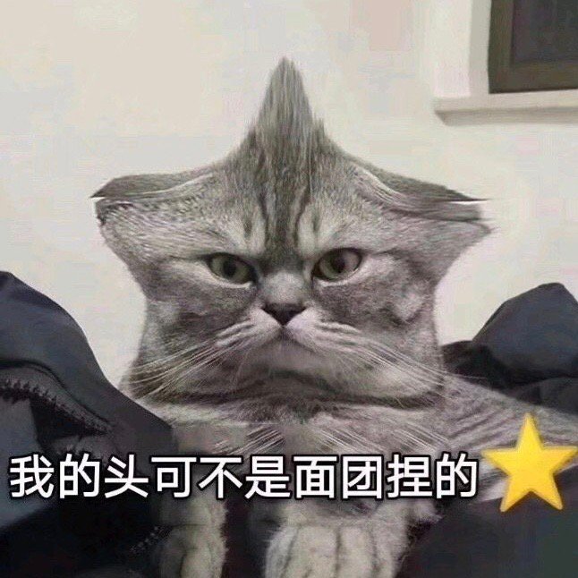 萌宠猫星人我的头可不是面团捏的生气搞怪呆萌gif动图