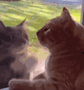 萌宠 猫咪 打你 呆萌 可爱
