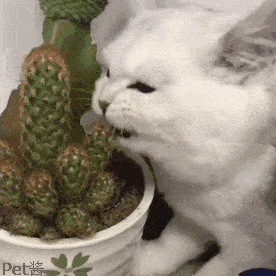 萌宠 猫咪 吃 呆萌 可爱