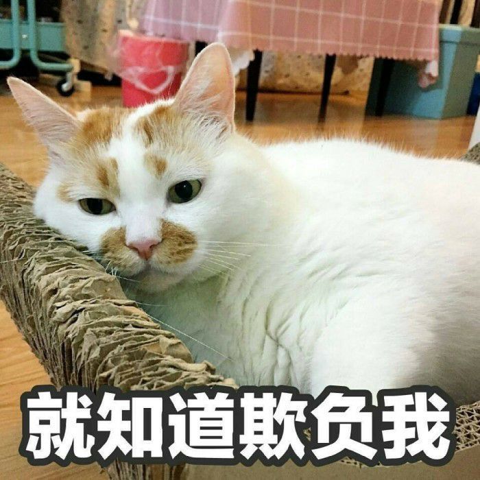 萌宠猫星人就知道欺负我委屈呆萌可爱gif动图