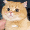 萌宠 猫咪 wink 呆萌 可爱
