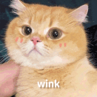 萌宠 猫咪 wink 呆萌 可爱