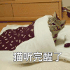 萌宠 猫咪 醒了 呆萌 可爱