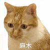 萌宠 猫咪 麻木 呆萌 可爱