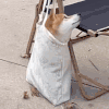 萌宠 狗狗 无奈 呆萌 可爱