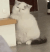 萌宠 猫咪 困 呆萌 可爱