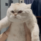 萌宠 猫咪 拒绝 呆萌 可爱
