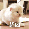 萌宠 猫咪 超凶 呆萌 可爱