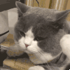 萌宠 猫咪 走开 呆萌 可爱