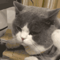 萌宠 猫咪 走开 呆萌 可爱