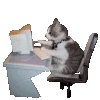 萌宠 猫咪 打字 呆萌 可爱