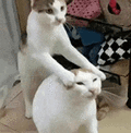 萌宠 猫咪 按住 呆萌 可爱