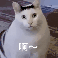 猫meme 可爱 搞怪 沙雕