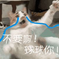 萌宠 猫咪 不要啊球球你 呆萌 可爱