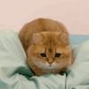 萌宠 猫咪 扭屁股 呆萌 可爱