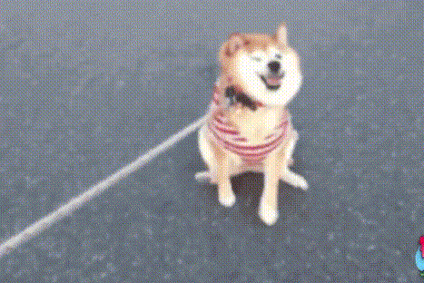 狗子跳舞的动态表情包图片