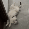 萌宠 猫咪 累了 躺会 呆萌 可爱