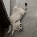 萌宠 猫咪 累了 躺会 呆萌 可爱