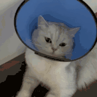 萌宠 猫咪 垃圾桶 呆萌 可爱