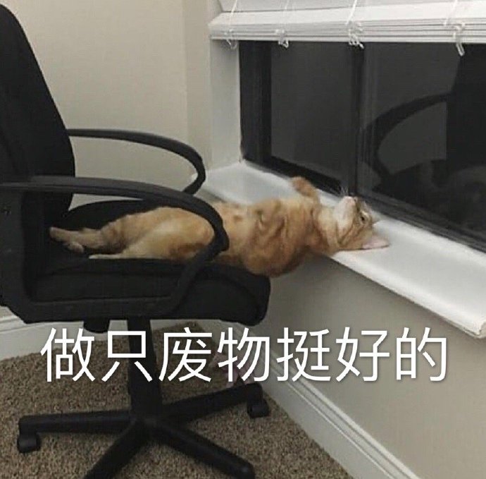 铁废物表情包 猫图片