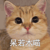 萌宠 猫咪 呆若木喵 呆萌 可爱