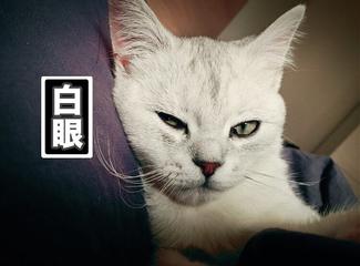 小眼睛白猫表情包图片