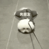 萌宠 狗狗 男朋友 呆萌 可爱
