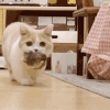 萌宠 猫咪 猫步 呆萌 可爱