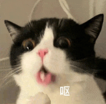 萌宠 猫咪 呕 呆萌 可爱