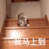 萌宠 猫咪 我马上到 呆萌 可爱