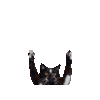 萌宠 猫咪 出现 呆萌 可爱