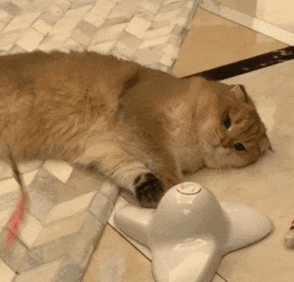 萌宠 猫咪 无聊 呆萌 可爱