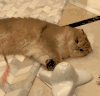 萌宠 猫咪 无聊 呆萌 可爱