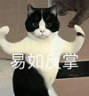 萌宠 猫咪 呆萌 可爱