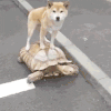 萌宠 狗狗 乌龟 呆萌 可爱