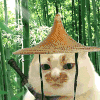 萌宠 猫咪 打你 呆萌 可爱