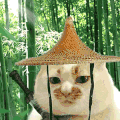 萌宠 猫咪 打你 呆萌 可爱