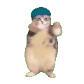 萌宠 猫咪 开心 呆萌 可爱