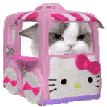 猫咪 可爱 搞怪 萌宠