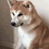萌宠 狗狗 无奈 呆萌 可爱