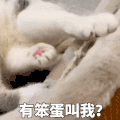 萌宠 猫咪 有笨蛋叫我 呆萌 可爱