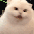 萌宠 猫咪 生气 呆萌 可爱