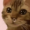 萌宠 猫咪 伤心 呆萌 可爱