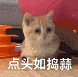萌宠 猫咪 点头如捣蒜 呆萌 可爱