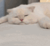 萌宠 猫咪 睡觉 呆萌 可爱