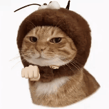 搞怪 抽象 沙雕 猫咪